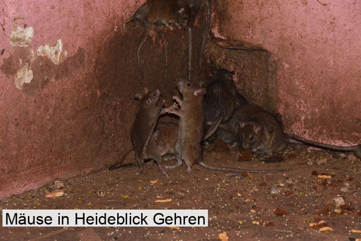 Mäuse in Heideblick Gehren